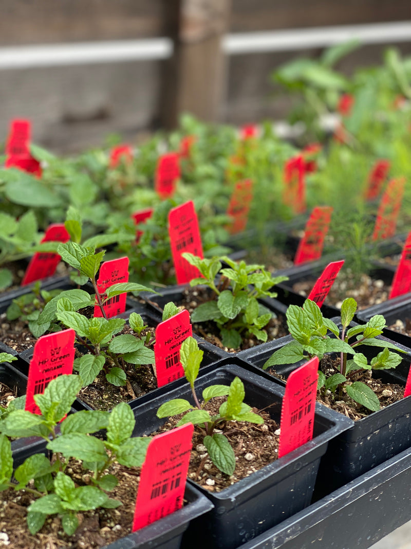 4" Pot Veggie Starts