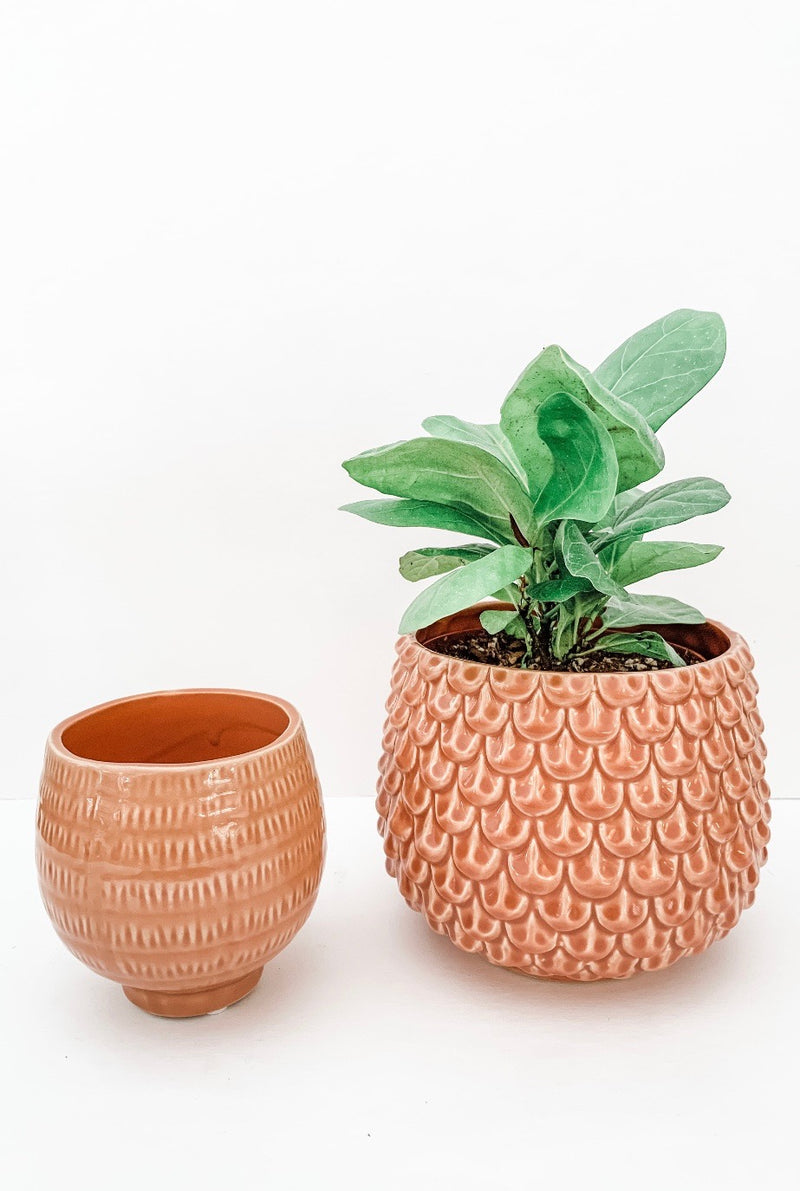 Peachy Keen Pot